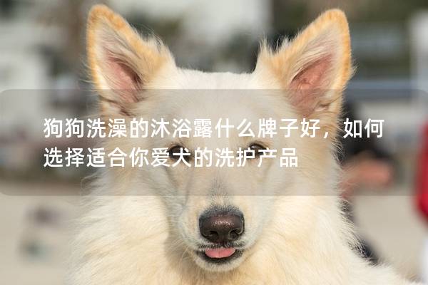 狗狗洗澡的沐浴露什么牌子好，如何選擇適合你愛犬的洗護產品